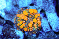 Sunkist Bounce Mushroom Coral #3 WYSIWYG