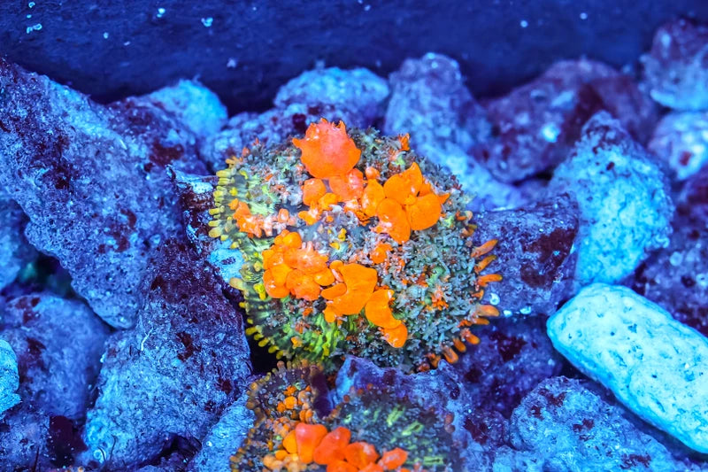 Sunkist Bounce Mushroom Coral #2 WYSIWYG
