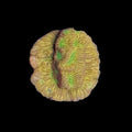 Jack-o-Lantern Leptoseris Coral – ¾–1 Inch