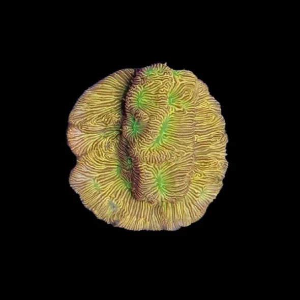 Jack-o-Lantern Leptoseris Coral – ¾–1 Inch