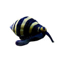 Bumble Bee Snails (Engina mendicaria) – 10 Pack