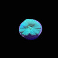 Teal Candy Cane Coral – 1–3 Polyps