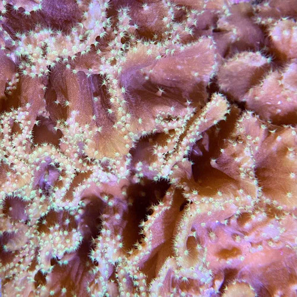 Cabbage Leather Coral – ¾–1 Inch