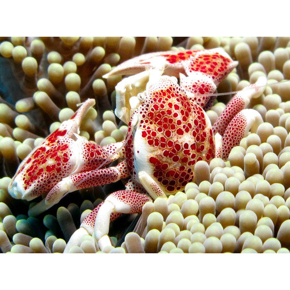 Porcelain Crab