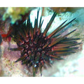 Atlantic Shortspine Urchin (Echinometra sp.)