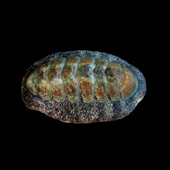 Fuzzy Chiton (Chiton sp.)