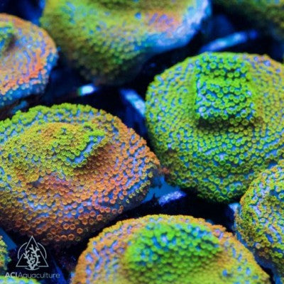 ACI Cultured Rainbow Montipora Coral – ¾–1 Inch