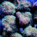 ACI Cultured Fuzzy Pavona Coral – ¾–1 Inch