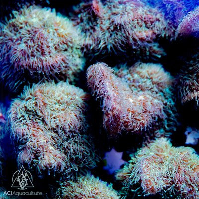 ACI Cultured Fuzzy Pavona Coral – ¾–1 Inch