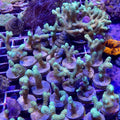 Aquacultured Green Stylophora Coral – 1–2 Inches