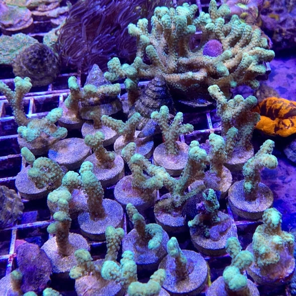 Aquacultured Green Stylophora Coral – 1–2 Inches