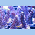 ACI Cultured Milka Stylophora Coral – ¾–1 Inch