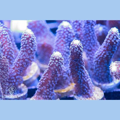 ACI Cultured Milka Stylophora Coral – ¾–1 Inch