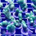 ACI Cultured Green Digitata Coral – ¾–1 Inch