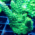 ACI Cultured Green Slimer Acropora Coral – ¾–1 Inch
