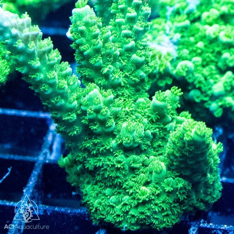 ACI Cultured Green Slimer Acropora Coral – ¾–1 Inch