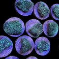 Green Leptastrea Coral