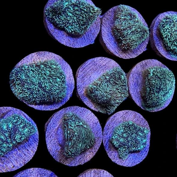 Green Leptastrea Coral