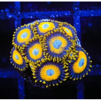 TSA Scrambled Eggs Zoanthids – 1–5 Polyps