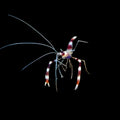 Coral Banded Shrimp (Stenopus hispidus)