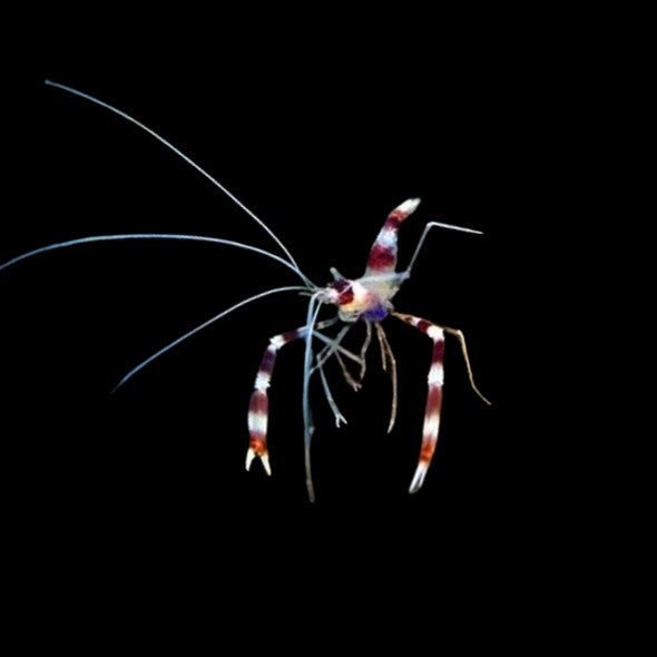 Coral Banded Shrimp (Stenopus hispidus)