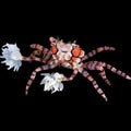 Pom Pom Crab (Lybia sp.)