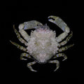 Pitho Crab