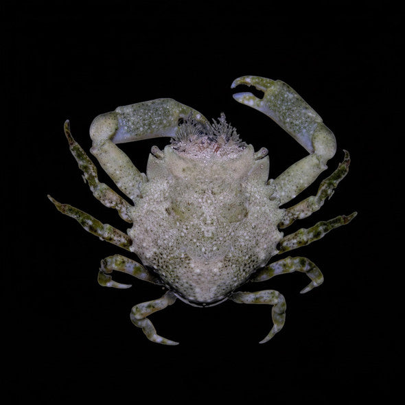 Pitho Crab