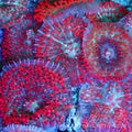 St. Thomas Mushroom Coral