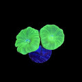 Kryptonite Candy Cane Coral – 1–2 Polyps