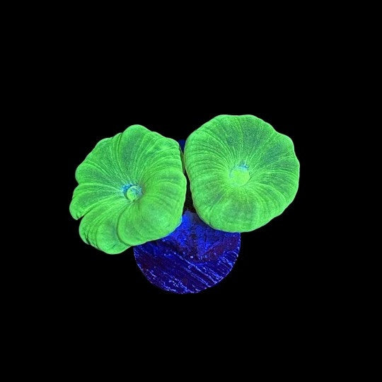 Kryptonite Candy Cane Coral – 1–2 Polyps
