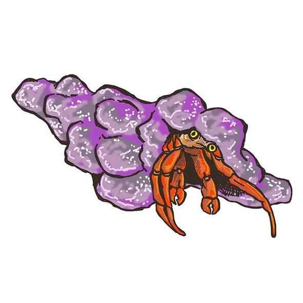 Scarlet Reef Hermit Crabs (Paguristes cadenati) – 5 Pack