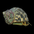 Large Mexican Turbo Snails (Turbo fluctuosus)