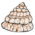 Astraea Snails (Astraea tecta) – 10 Pack