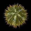 Large Pincushion Sea Urchin (Lytechinus sp.)