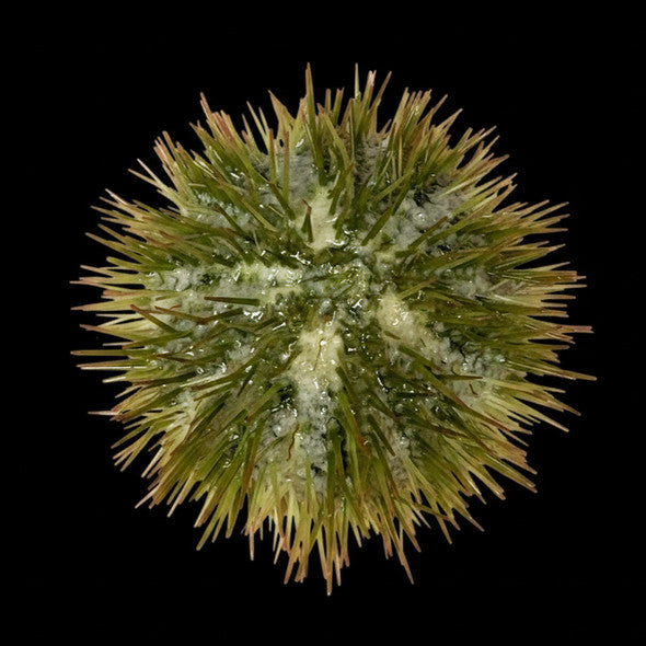Large Pincushion Sea Urchin (Lytechinus sp.)