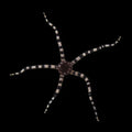 Serpent Starfish (Ophioderma spp.)