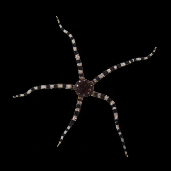 Serpent Starfish (Ophioderma spp.)