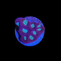 Deep Hypno Favia Coral – ¾–1 Inch