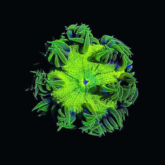 Large Green Rock Flower Anemone – 3–5 Inches