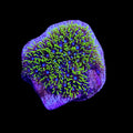 Neon Green Star Polyps Coral – GSP