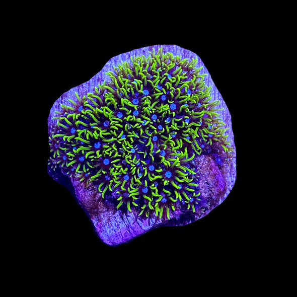Neon Green Star Polyps Coral – GSP
