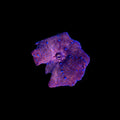 Superman Discosoma Mushroom Coral