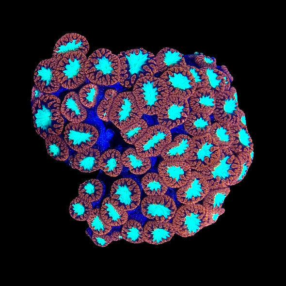 Red Blastomussa Coral – 1–2 Polyps