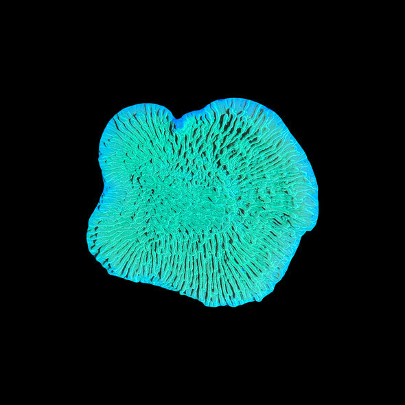 Lime Green Montipora Capricornis Coral – ¾–1 Inch