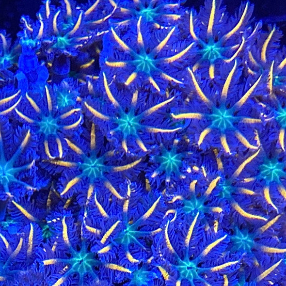 Firework Clove Polyps Coral – 2–5 Polyps