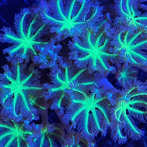 Neon Green Clove Polyps Coral – 2–5 Polyps
