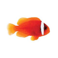 ORA Tomato Clownfish Pair – Captive-Bred