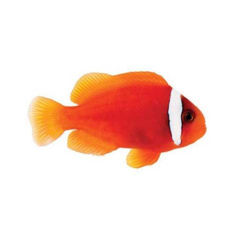 ORA Tomato Clownfish Pair – Captive-Bred
