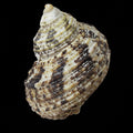 5-Pack Tropical Turbo Snails (Turbo bruneus) | Reef-Safe Algae Cleanup Crew